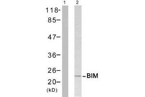 Western blot analysis of extract from Jurkat cells untreated or treated with H 2 O 2 , using BIM (Ab-65) antibody (E021280). (BIM Antikörper)