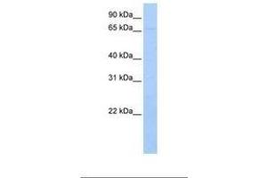 Image no. 1 for anti-Ribophorin 1 (RPN1) (AA 63-112) antibody (ABIN6737921) (RPN1 Antikörper  (AA 63-112))