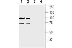 Western blot analysis of rat brain lysate (lanes 1 and 3) and mouse brain lysate (lanes 2 and 4):1. (Glutamate Receptor, Ionotropic, N-Methyl D-Aspartate 1 (GRIN1) Peptid)