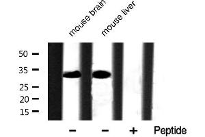 Western blot analysis of extracts of various tissue sample,using Phospho-Caspase 3 (Ser150) Antibody . (Caspase 3 Antikörper  (pSer150))