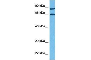 Host:  Rabbit  Target Name:  MCOLN1  Sample Tissue:  Human 786-0 Whole Cell  Antibody Dilution:  1ug/ml (MCOLN1 Antikörper  (N-Term))