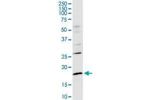 CD247 MaxPab rabbit polyclonal antibody.