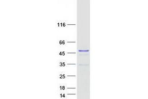 Validation with Western Blot (MRNIP/C5ORF45 Protein (Transcript Variant 1) (Myc-DYKDDDDK Tag))