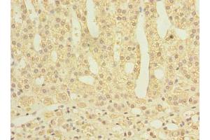 Immunohistochemistry of paraffin-embedded human adrenal gland tissue using ABIN7166868 at dilution of 1:100 (PLPBP Antikörper  (AA 1-275))