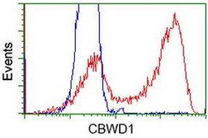 HEK293T cells transfected with either RC222790 overexpress plasmid (Red) or empty vector control plasmid (Blue) were immunostained by anti-CBWD1 antibody (ABIN2452882), and then analyzed by flow cytometry. (CBWD1 Antikörper)