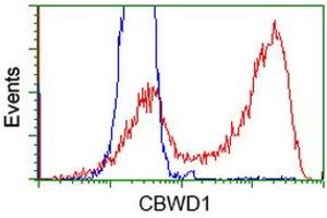 HEK293T cells transfected with either RC222790 overexpress plasmid (Red) or empty vector control plasmid (Blue) were immunostained by anti-CBWD1 antibody (ABIN2452882), and then analyzed by flow cytometry. (CBWD1 Antikörper)