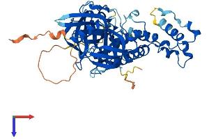 CRBN Protein (AA 1-445) (His tag)