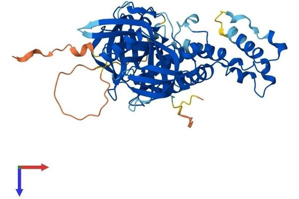 CRBN Protein (AA 1-445) (His tag)