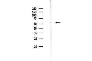 Western blot analysis of lysates from RAW264.