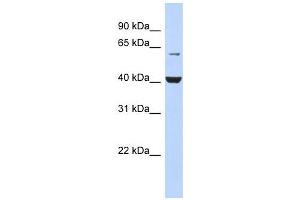 PIGK antibody used at 1 ug/ml to detect target protein.
