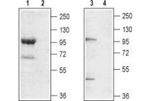 Western blot analysis of mouse brain membrane (lanes 1 and 2) and rat brain lysate (lanes 3 and 4): - 1,3. (TRPC7 Antikörper  (2nd Extracellular Loop))