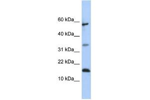 WB Suggested Anti-LCN6 Antibody Titration:  0. (LCN6 Antikörper  (Middle Region))