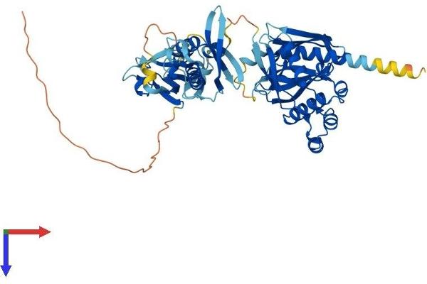 SNX27 Protein (AA 1-539) (His tag)