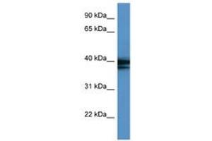Image no. 1 for anti-Heterogeneous Nuclear Ribonucleoprotein A/B (HNRNPAB) (C-Term) antibody (ABIN6746190)