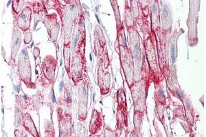 Anti-GJA1 / Connexin 43 antibody IHC staining of human heart. (Connexin 43/GJA1 Antikörper  (AA 333-382))