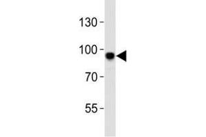 Western blot analysis of lysate from mouse NIH3T3 cell line using Sirt1 antibody at 1:1000.