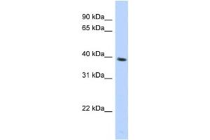 Western Blotting (WB) image for anti-Spondin 2 (SPON2) antibody (ABIN2459525) (SPON2 Antikörper)