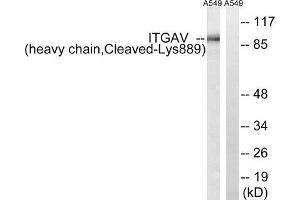 Western blot analysis of extracts from A549 cells, treated with etoposide (25uM, 1hour), using ITGAV (heavy chain, Cleaved-Lys889) antibody. (CD51 Antikörper  (Cleaved-Lys889))