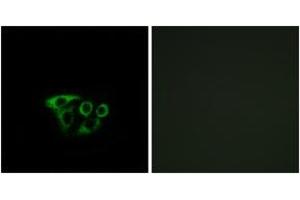 Immunofluorescence analysis of A549 cells, using ATP5L2 Antibody. (ATP5L2 Antikörper  (AA 51-100))
