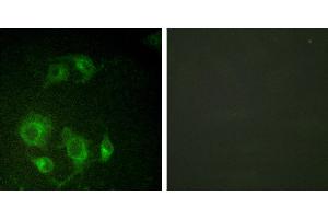 Peptide - +Immunofluorescence analysis of HuvEc cells, using using EGFR (Ab-693) antibody (#B0009). (EGFR Antikörper  (Thr693))
