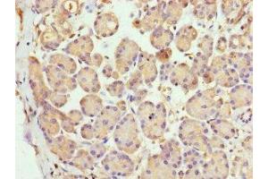 Immunohistochemistry of paraffin-embedded human pancreatic tissue using ABIN7158817 at dilution of 1:100 (LYG1 Antikörper  (AA 20-194))