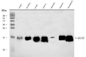 Western blot analysis of RPL36 using anti-RPL36 antibody (ABIN7602917). (RPL36 Antikörper  (C-Term))