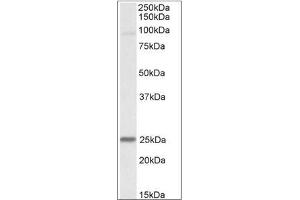 Staining of Mouse Heart lysate using NDUFS8 antibody at 0. (NDUFS8 Antikörper  (Internal Region))