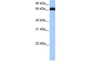 WB Suggested Anti-HNRPLL Antibody Titration:  0. (HNRPLL Antikörper  (N-Term))