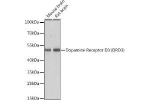 Western blot analysis of extracts of various cell lines, using Dopamine Receptor D3 (Dopamine Receptor D3 (DRD3)) antibody (ABIN7266835) at 1:3000 dilution. (DRD3 Antikörper  (AA 1-100))