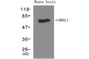 Western blot analysis of extracts from mouse brain tissue using BMAL1. (ARNTL Antikörper  (AA 569-573))
