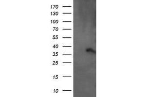 Image no. 6 for anti-Armadillo Repeat Containing 1 (ARMC1) antibody (ABIN1496727) (ARMC1 Antikörper)