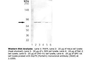 Image no. 2 for anti-Heat Shock 70kDa Protein 9 (Mortalin) (HSPA9) antibody (ABIN364089) (HSPA9 Antikörper)