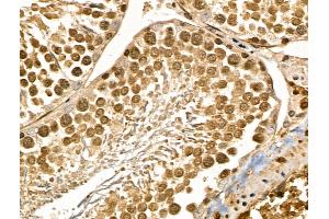 MYEOV Antibody at 1/100 staining Rat testis tissue by IHC-P. (MYEOV Antikörper  (Internal Region))