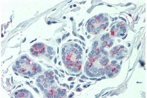 Anti-ITGA6 / CD49f antibody  ABIN1048976 IHC staining of human breast. (ITGA6 Antikörper  (Internal Region))