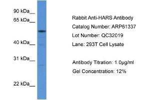 Western Blotting (WB) image for anti-Histidyl-tRNA Synthetase (HARS1) (N-Term) antibody (ABIN2788770) (HARS1/Jo-1 Antikörper  (N-Term))