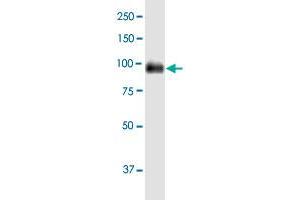 CEACAM1 MaxPab polyclonal antibody. (CEACAM1 Antikörper  (AA 1-464))