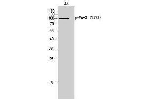 Western Blotting (WB) image for anti-Vav 3 Oncogene (VAV3) (pTyr173) antibody (ABIN3173346) (VAV3 Antikörper  (pTyr173))