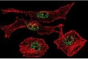 Confocal immunofluorescent analysis with MDA-MB231 cells using MYOD1 Antibody , followed by Alexa Fluor 488-conjugated goat anti-rabbit lgG (green). (MYOD1 Antikörper  (Middle Region))