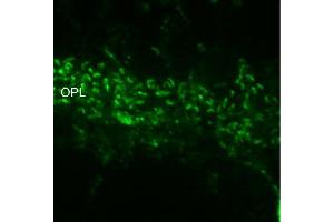 Indirect immunostaining of ribbon synapses in the outer plexiform layer of PFA mouse retina (dilution 1 : 1000).