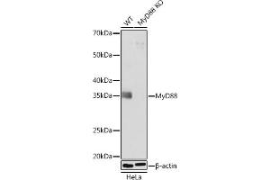 Western blot analysis of extracts from wild type (WT) and MyD88 knockout (KO) HeLa cells, using MyD88 antibody (ABIN7268723) at 1:1000 dilution. (MYD88 Antikörper)