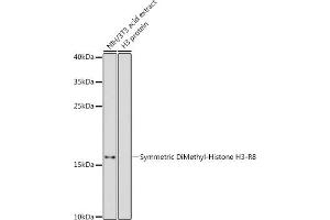 Western blot analysis of extracts of NIH/3T3 cells, using Symmetric DiMethyl-Histone H3-R8 antibody (ABIN3016056, ABIN3016057, ABIN3016058, ABIN1680222 and ABIN6219535) at 1:500 dilution. (Histone 3 Antikörper  (H3R8me2))