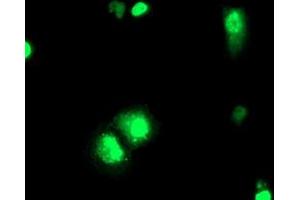 Anti-ELK3 mouse monoclonal antibody (ABIN2455068) immunofluorescent staining of COS7 cells transiently transfected by pCMV6-ENTRY ELK3 (RC203114). (ELK3 Antikörper)