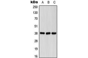 Western blot analysis of FPR1 expression in A549 (A), Raw264. (FPR1 Antikörper  (Center))