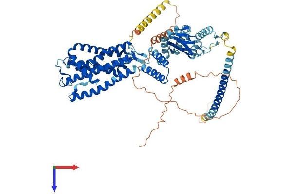 CNGA1 Protein (AA 1-684) (His tag)