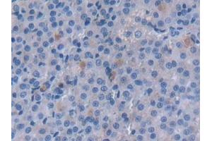 Immunohistochemistry (IHC) image for anti-Monoamine Oxidase A (MAOA) (AA 2-497) antibody (ABIN7440716)