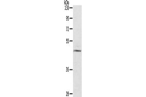 Western Blotting (WB) image for anti-Ceramide Synthase 3 (CERS3) antibody (ABIN2434914) (LASS3 Antikörper)