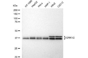 Western blotting analysis using ERK1/2 antibody (ABIN7799442).