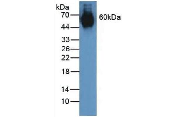 Elastin anticorps  (AA 392-645)