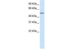 WB Suggested Anti-HSZFP36 Antibody Titration:  0. (ZNF823 Antikörper  (Middle Region))