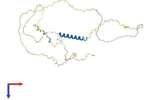 JSRP1 Protein (AA 1-332) (His tag)